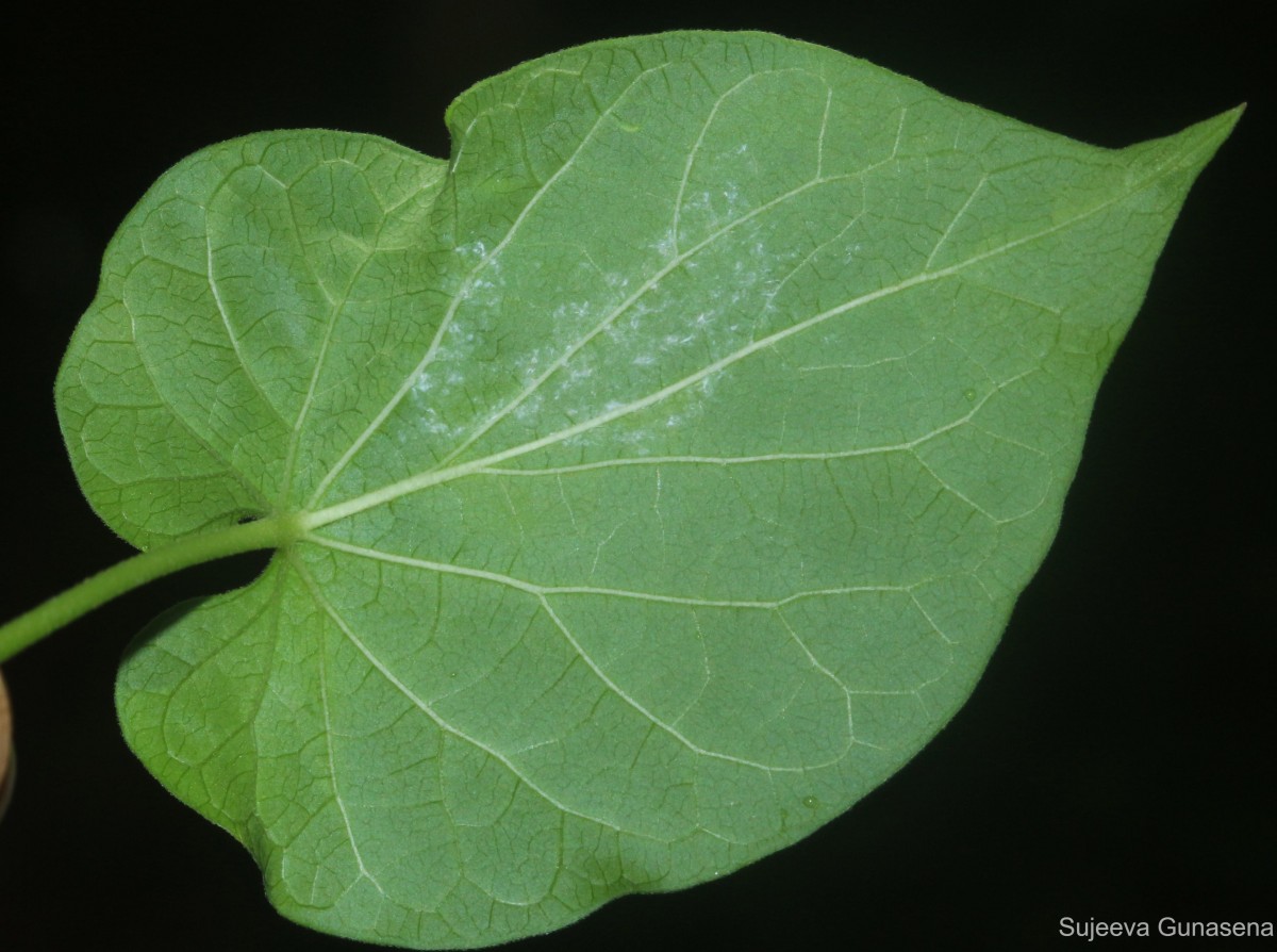 Telosma cordata (Burm.f.) Merr.